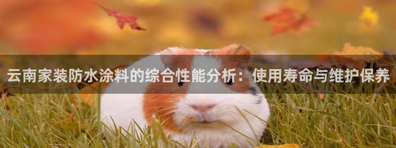 和记(福建)商贸有限公司招聘：云南家装防水涂料的综合性能分析：使用寿命与维护保养